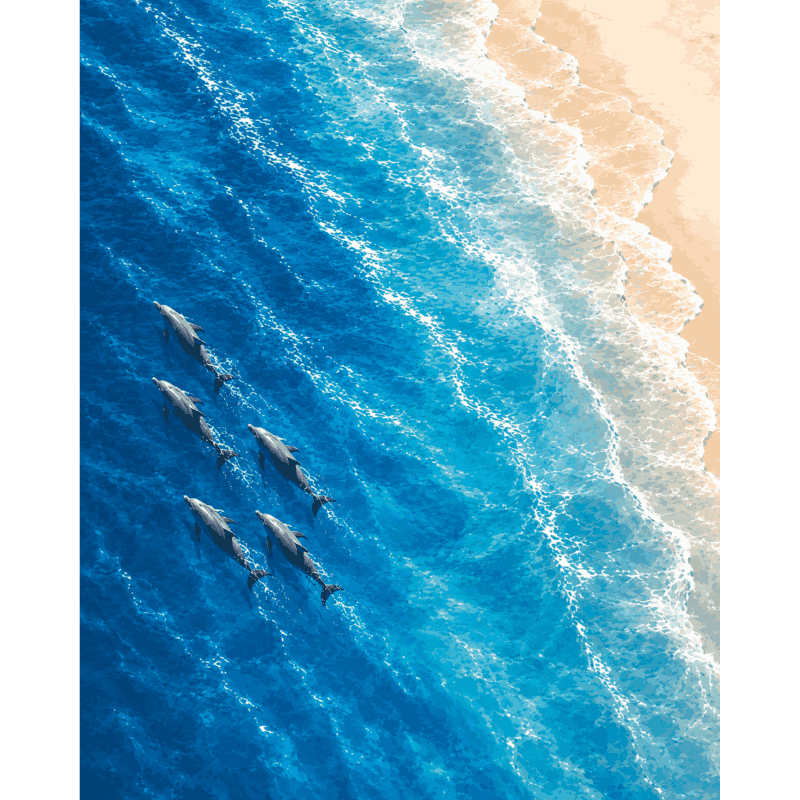 Dolphins From Above | Paint by Number- Paint by Numbers
