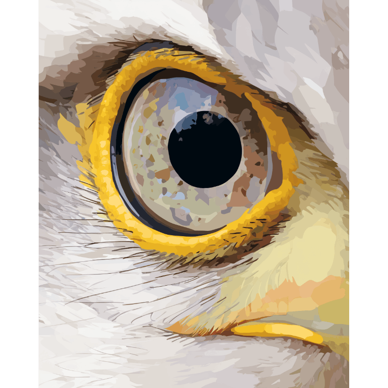 Œil de l'Aigle | Peinture à numéros