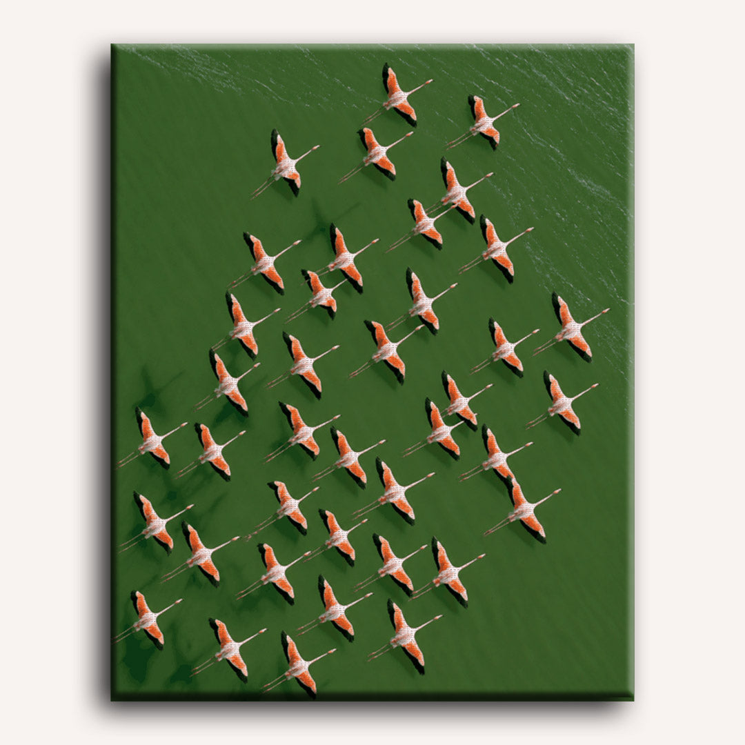 Flamingos From Above | Paint by Number