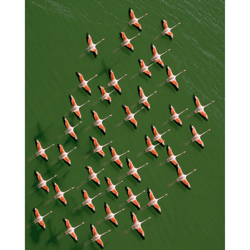 Flamingos From Above | Paint by Number- Paint by Numbers