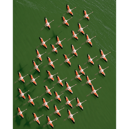 Flamingos From Above | Paint by Number- Paint by Numbers