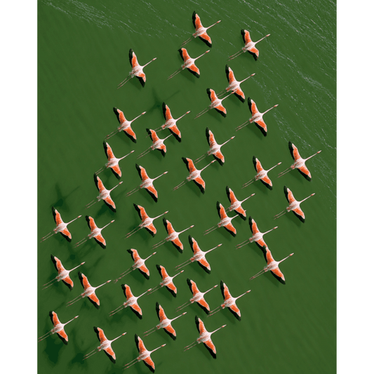 Flamingos From Above | Paint by Number- Paint by Numbers
