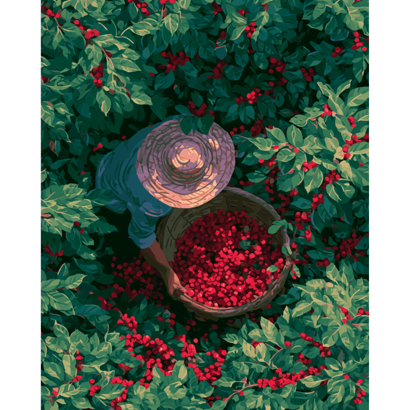 Coffee Harvest | Paint by Number- Paint by Numbers