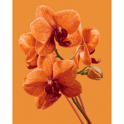 Orchid Glow | Paint by Number- Paint by Numbers