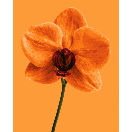 Tangerine Orchid | Paint by Number- Paint by Numbers