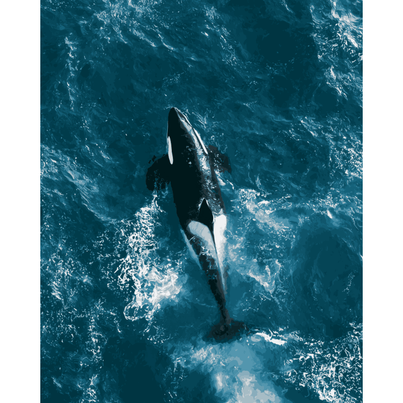 Orca From Above | Paint by Number - Paint by numbers