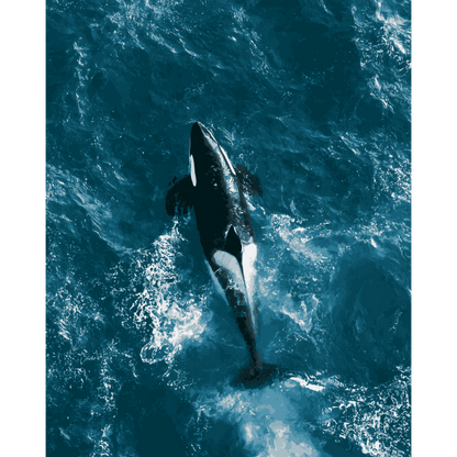Orca From Above | Paint by Number - Paint by numbers