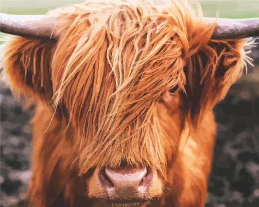 Paint by numbers - Scottish Highland Cattle | Paint by numbers